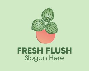 Watermelon Peperomia Plant logo design