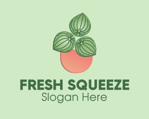 Watermelon Peperomia Plant logo design