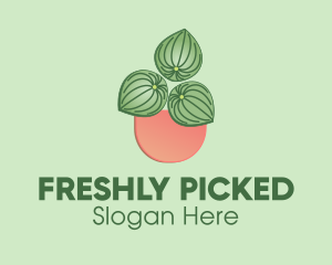 Watermelon Peperomia Plant logo design