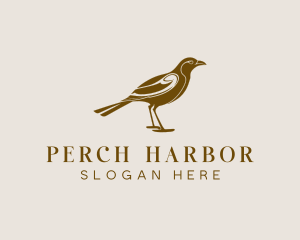 Crow Nature Birdwatching logo