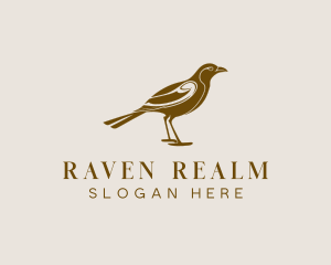 Crow Nature Birdwatching logo
