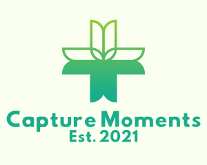 Tulip Alternative Medicine  logo