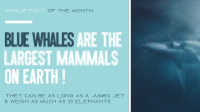 Fascinating Whale Trivia Animation