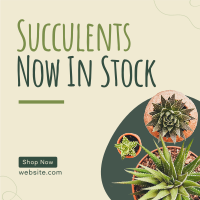 New Succulents Instagram Post Design
