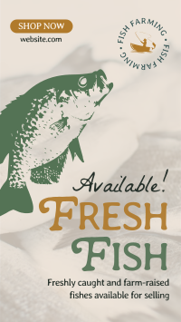 Fresh Fishes Available Video