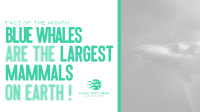 Fascinating Whale Trivia Animation