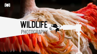 Nature Wildlife Photography YouTube Banner