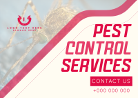 Straight Forward Pest Control Postcard Design