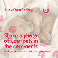 Love Your Pet Day Giveaway Instagram Post Design