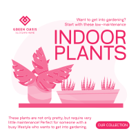 Indoor Greens Instagram Post Image Preview