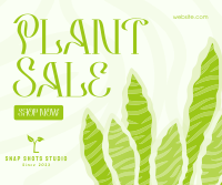 Bubbly Plant Sale Facebook Post