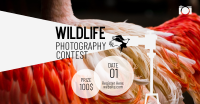 Wildlife Photography Contest Facebook Ad