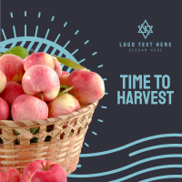 Harvest Apples Instagram Post Design