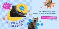 Adopt a Cat Twitter Post