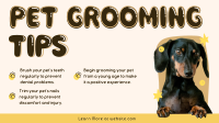 Pet Care Tips Animation