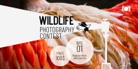 Wildlife Photography Contest Twitter Post