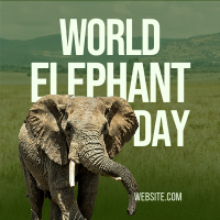 World Elephant Day Linkedin Post example 4