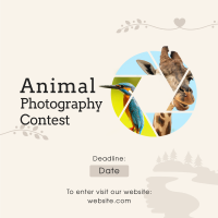 Animals Photography Contest Instagram Post