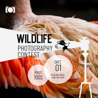 Wildlife Photography Contest Instagram Post Design