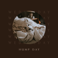 Wednesday Hump Day Instagram Post Image Preview