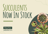 New Succulents Postcard